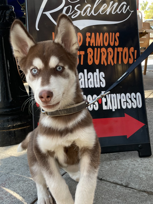 Cafe Rosalena Burrito Dogs